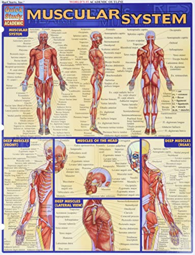 Muscular System (Quick Study Academic)