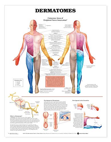 Dermatomes Anatomical Chart