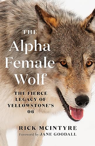 The Alpha Female Wolf: The Fierce Legacy of Yellowstone