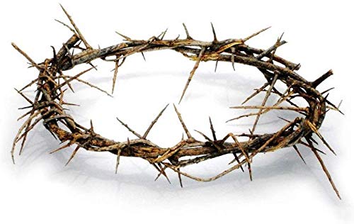 Authentic Biblical Lifesize 8" Crown of Thorns w_ Certificate